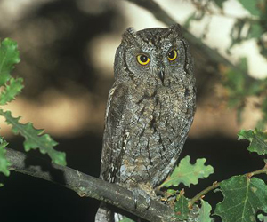 Орволго (Ердийн орволго)